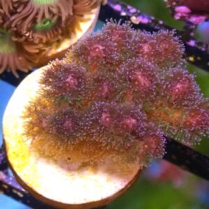 WYSIWYG Green/Purple Pocillopora #1
