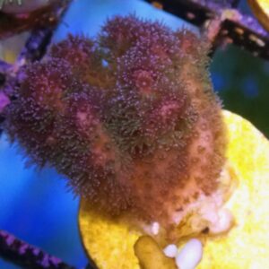 WYSIWYG Green/Purple Pocillopora #2