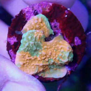 WYSIWYG WWC Grafted Montipora capricornis #2