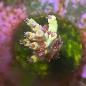 WYSIWYG Pink Lemonade #1
