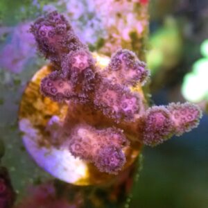 WYSIWYG Purple Pocillopora #2
