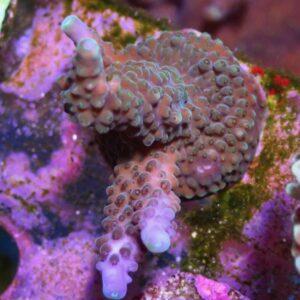 WYSIWYG Pink/Purple Staghorn #2