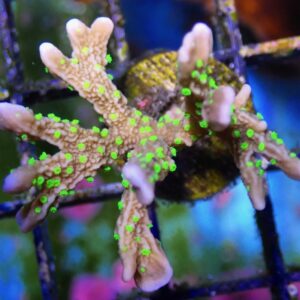 WYSIWYG JF Midnight Dynamite Montipora #1