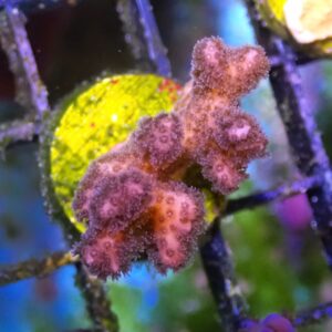 WYSIWYG Purple Pocillopora #3