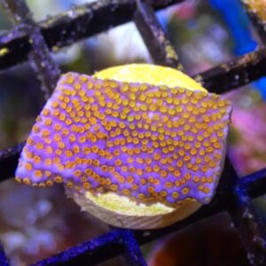 WYSIWYG Rainbow Montipora #1