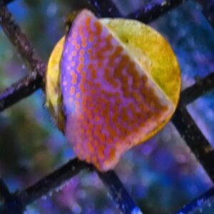 WYSIWYG Rainbow Montipora #2