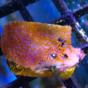 WYSIWYG Rainbow Montipora #3