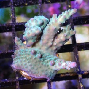 WYSIWYG Neon Green Tabling Acropora #1
