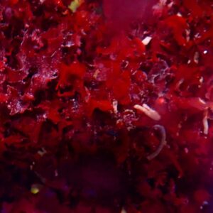 CBS Pom Pom Macroalgae - Gracilaria hayi
