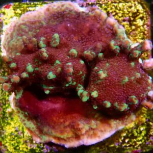 CBS Green Mystic Montipora - BRANCHING - extremely cool montipora
