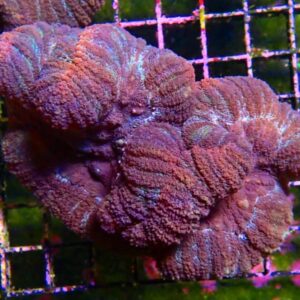 CBS Purple/green/teal Lobophyllia