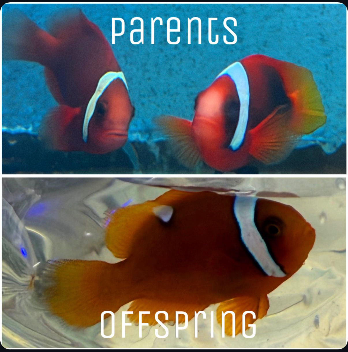 Cinnamon x Tomato Clownfish Hybrid (amphiprion melanopus x frenatus) - Image 2