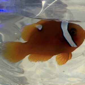 Cinnamon x Tomato Clownfish Hybrid (amphiprion melanopus x frenatus)