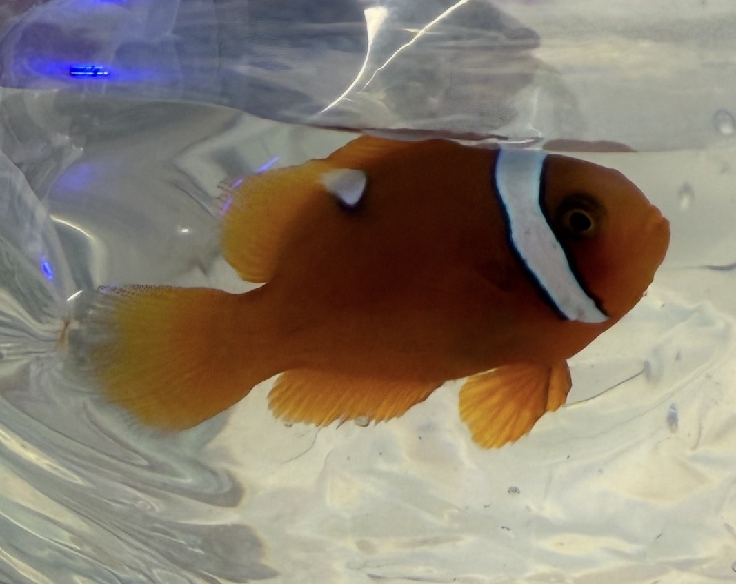 Cinnamon x Tomato Clownfish Hybrid (amphiprion melanopus x frenatus)