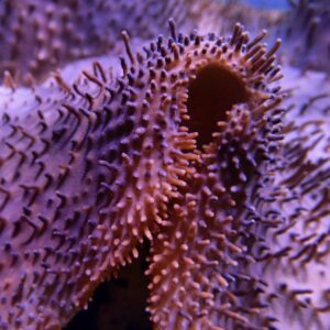 Hippo Whisker Toadstool Leather