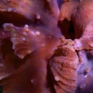 Purple Cabbage Leather