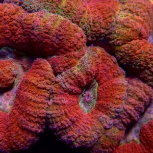 CBS Tricolour Lobophyllia