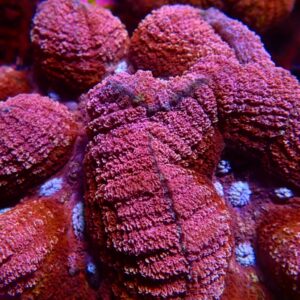 CBS Burgundy/Pink Lobophyllia