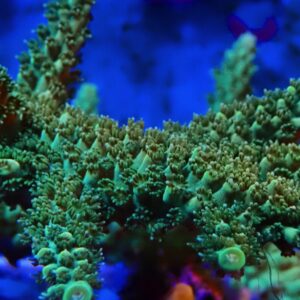CBS Green Staghorn