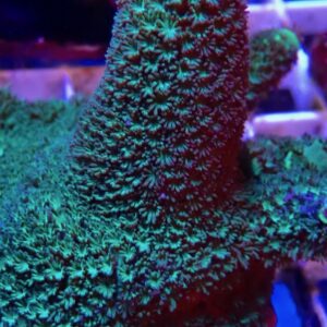 CBS Green Giant Acropora humilis
