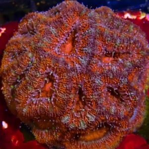 CBS Rainbow Acan Lord