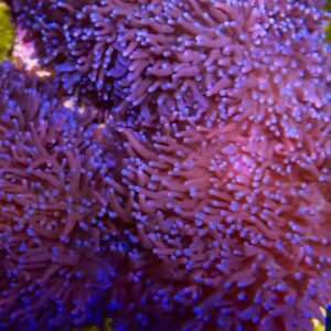 CBS Purple Hairy Mushroom