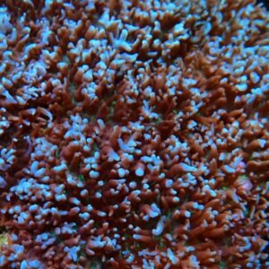 CBS Teal Tip Pom-Pom Mushroom