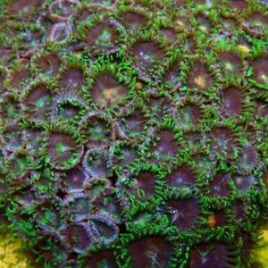 Amethyst Forest Zoa
