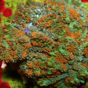 Neon Cosmos Rhodactis